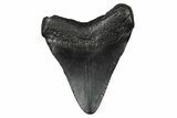 Juvenile Megalodon Tooth - South Carolina #340457-1